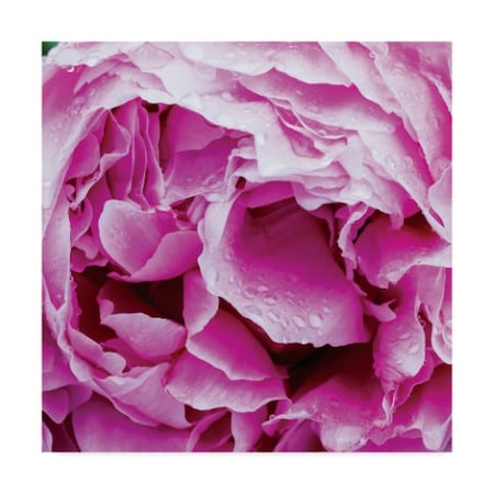 Kurt Shaffer 'Spring Rain On A Peony 2' Canvas Art,35x35